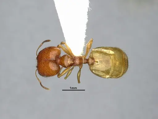 Pheidole bajaensis - CASENT4031428