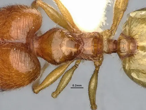 Pheidole bajaensis - CASENT4031428