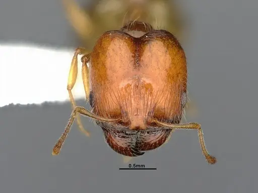 Pheidole bajaensis - CASENT4031428