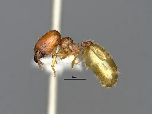 Pheidole bajaensis - CASENT4031428