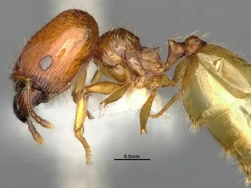 Pheidole bajaensis - CASENT4031428