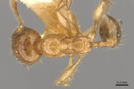 Pheidole bakeri specimen