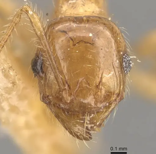 Pheidole bakeri specimen