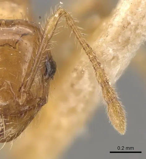 Pheidole bakeri specimen