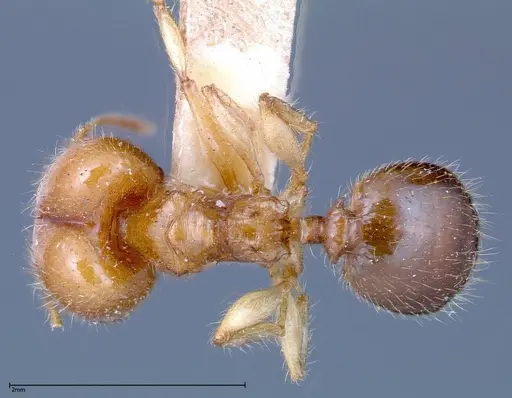 Pheidole bakeri - FOCOL0246