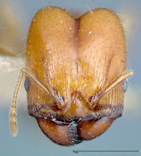 Pheidole bakeri - FOCOL0246