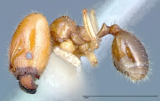 Pheidole bakeri - FOCOL0246