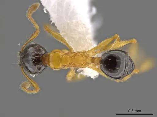 Pheidole balatro specimen