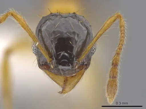 Pheidole balatro specimen