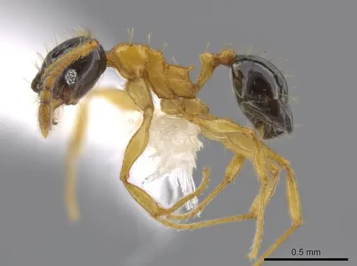 Pheidole balatro specimen