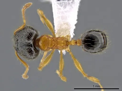 Pheidole balatro - CASENT0616276