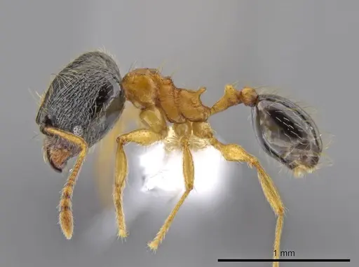 Pheidole balatro - CASENT0616276