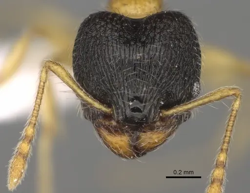 Pheidole balatro - CASENT0635416