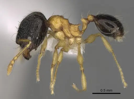 Pheidole balatro - CASENT0635416