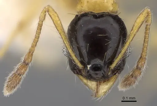Pheidole balatro - CASENT0635417