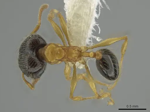 Pheidole balatro - CASENT0646314