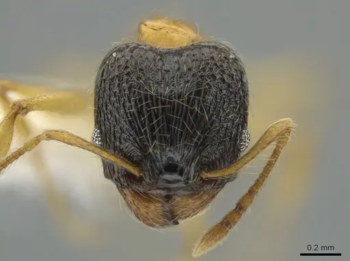 Pheidole balatro - CASENT0646314