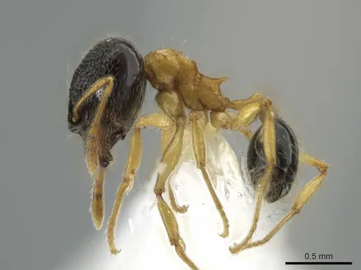 Pheidole balatro - CASENT0646314