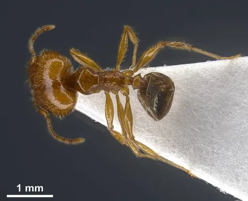 Pheidole balcanica specimen