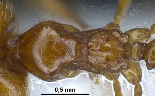 Pheidole balcanica specimen