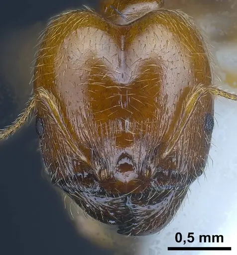 Pheidole balcanica specimen