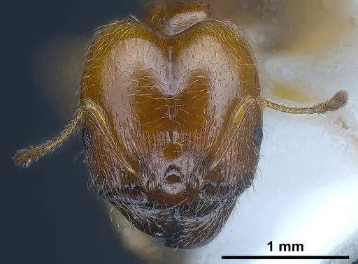Pheidole balcanica - ANTWEB1038022