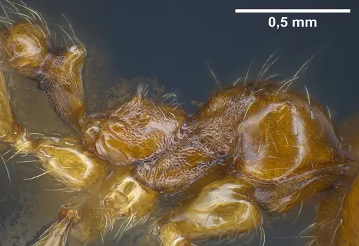 Pheidole balcanica - ANTWEB1038022