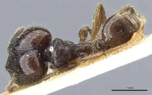 Pheidole balzani specimen