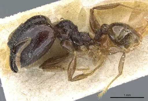 Pheidole balzani specimen