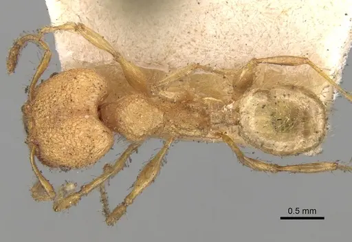 Pheidole bambusarum specimen