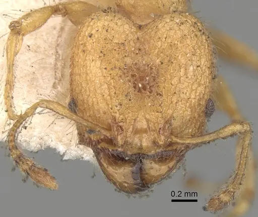 Pheidole bambusarum specimen