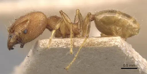 Pheidole bambusarum - CASENT0904445