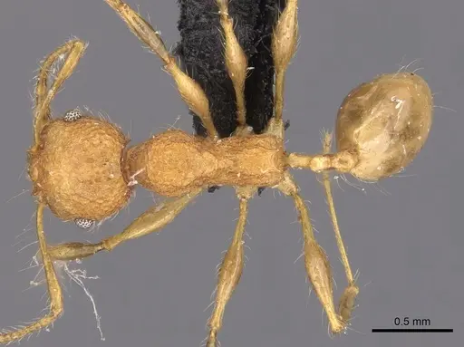 Pheidole bambusarum - CASENT0904446