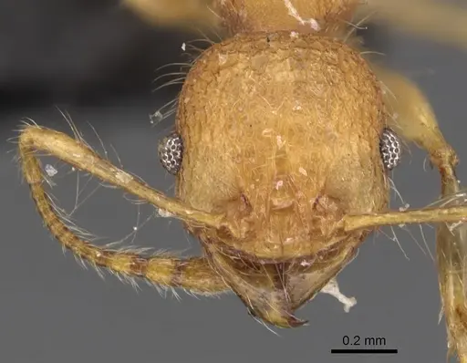 Pheidole bambusarum - CASENT0904446