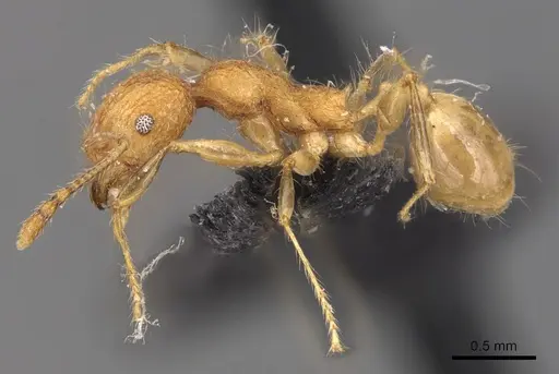 Pheidole bambusarum - CASENT0904446