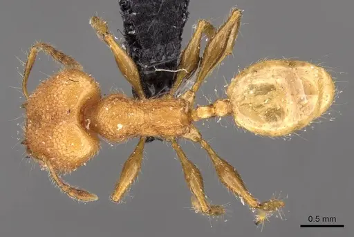 Pheidole bambusarum - CASENT0908256