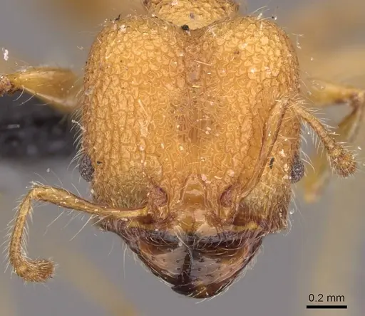 Pheidole bambusarum - CASENT0908256