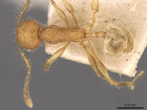Pheidole bambusarum - CASENT0908257