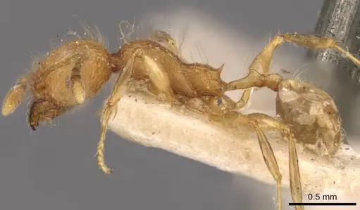 Pheidole bambusarum - CASENT0908257