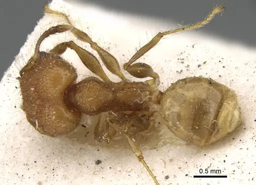 Pheidole bambusarum - CASENT0922220