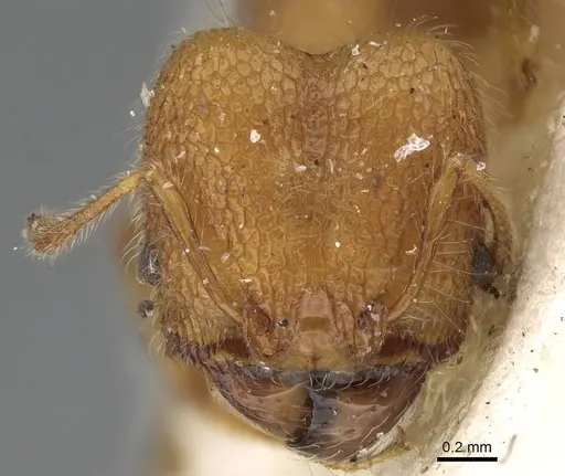 Pheidole bambusarum - CASENT0922220