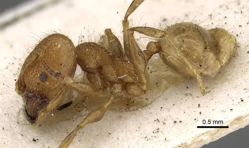 Pheidole bambusarum - CASENT0922220