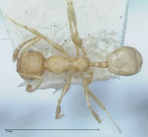 Pheidole bambusarum - FOCOL0059
