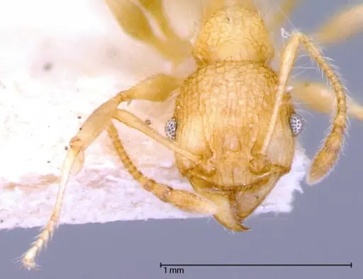 Pheidole bambusarum - FOCOL0059