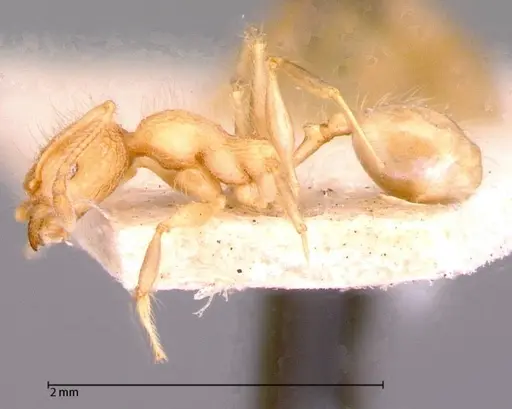 Pheidole bambusarum - FOCOL0059