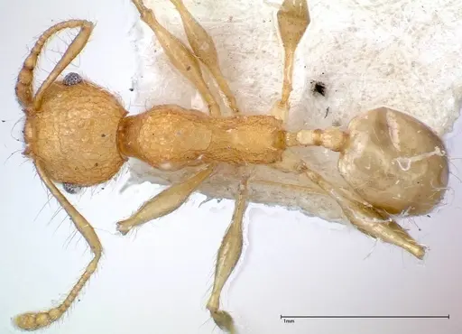 Pheidole bambusarum - FOCOL0250-1