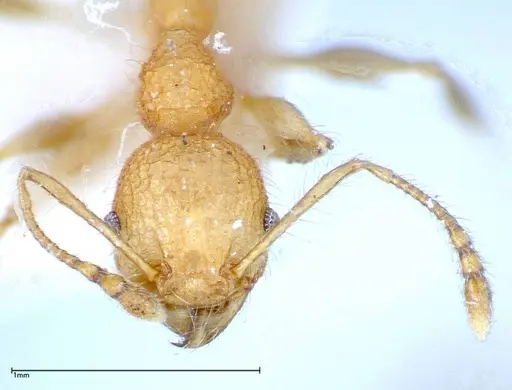 Pheidole bambusarum - FOCOL0250-1