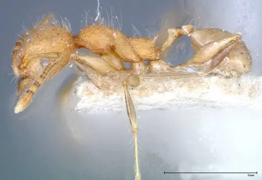 Pheidole bambusarum - FOCOL0250-1