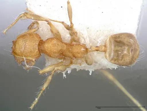 Pheidole bambusarum - FOCOL0250-2