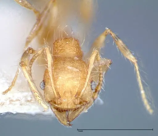 Pheidole bambusarum - FOCOL0250-2